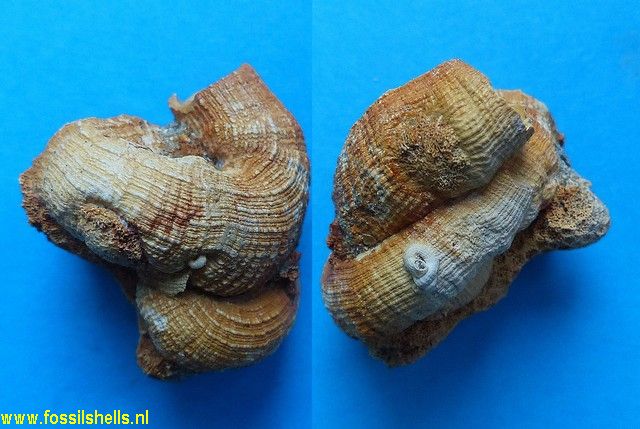 Vermetus arenarius turonensis