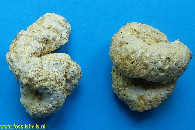 Vermetus arenarius taurogranosa