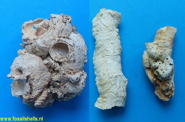 Vermetus arenarius turonensis