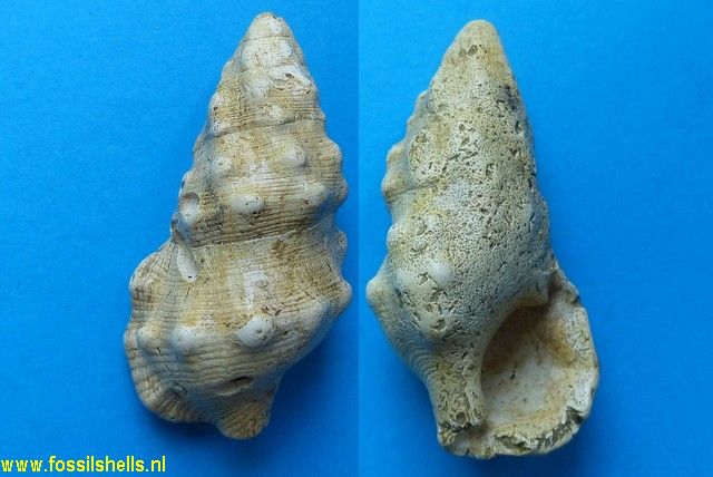Cerithium tuberosum