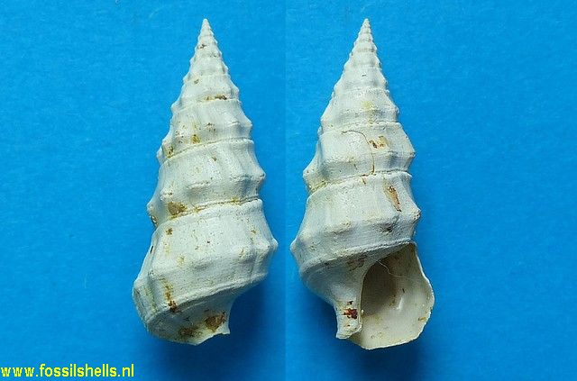 Hemicerithium fallax