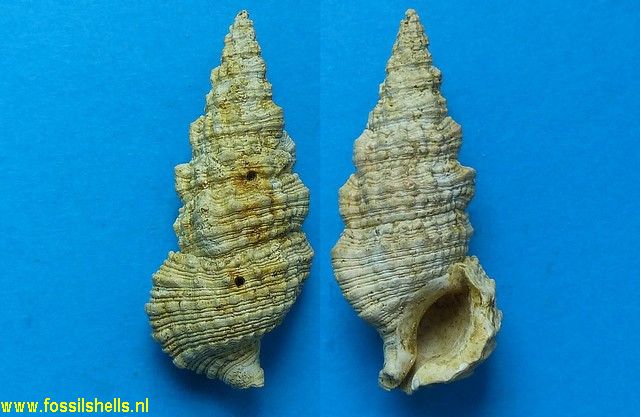 Cerithium calculosum aequigraniferum