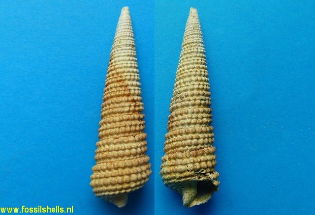 Potamides papaveraceus