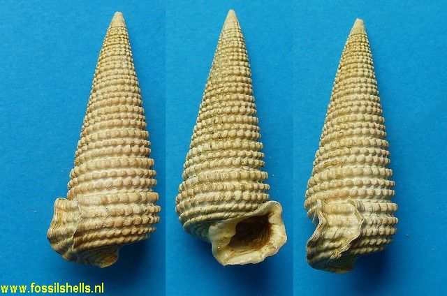 Tympanotonus margaritaceus moniliformis