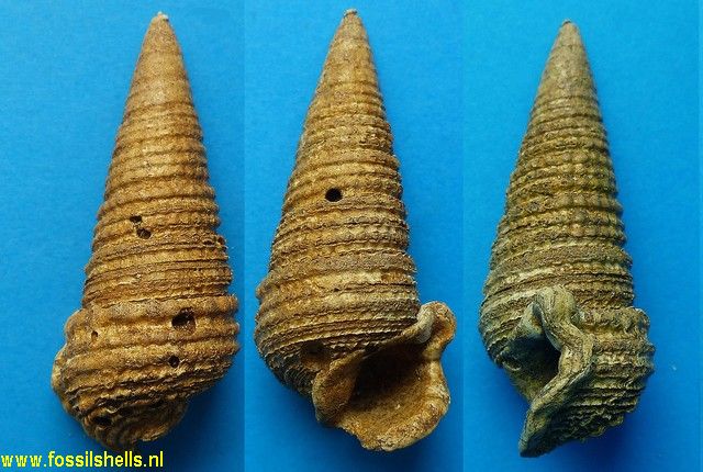 Tympanotonus margaritaceus calcaratus