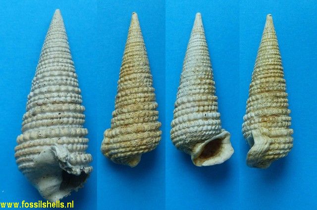 Tympanotonus margaritaceus grateloupi