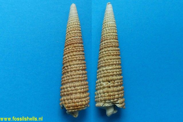 Potamides papaveraceus