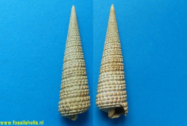 Potamides papaveraceus