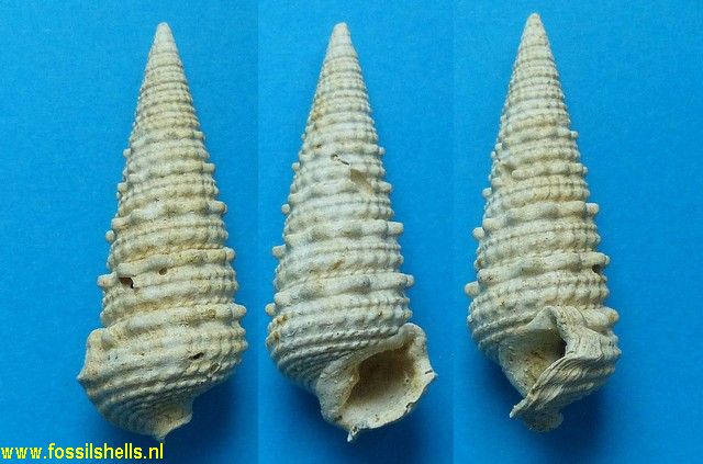 Tympanotonus margaritaceus