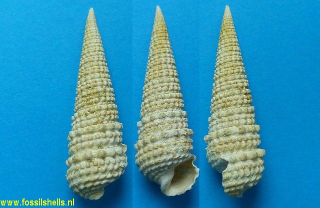 Tympanotonus margaritaceus typicocalcaratus