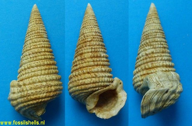 Tympanotonus margaritaceus moniliformis