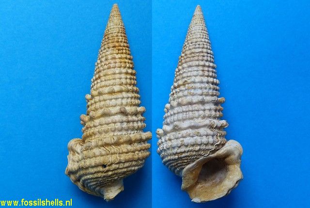 Tympanotonus margaritaceus calcaratus