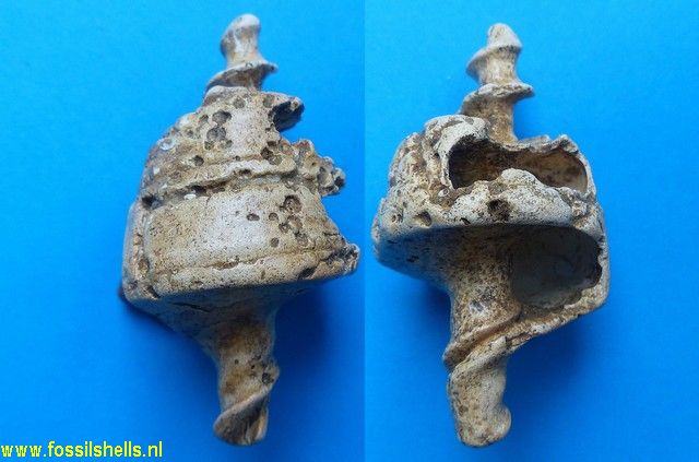 Telescopium pseudoobeliscus