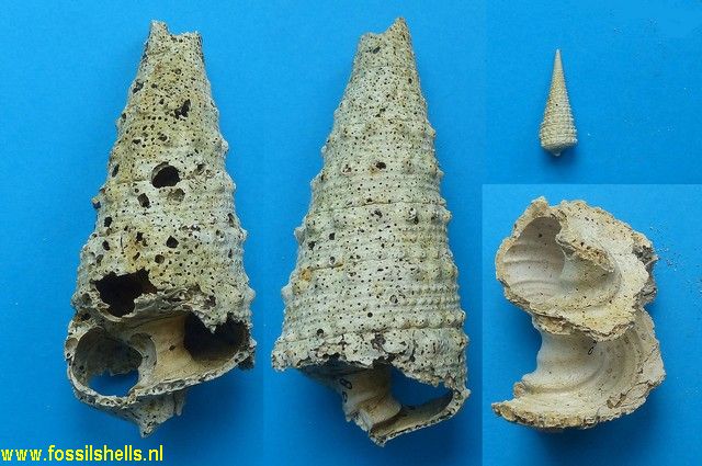 Telescopium pseudoobeliscus