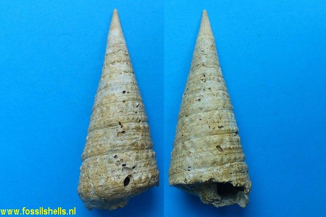 Telescopium pseudoobeliscus