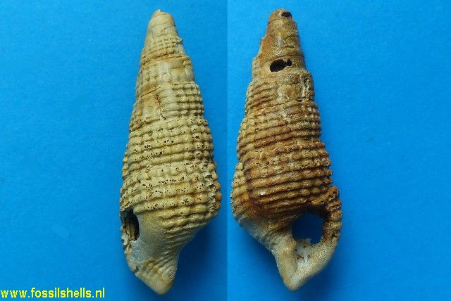 Terebralia bidentata