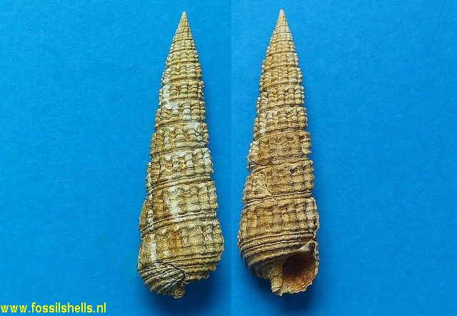 Pirenella plicata