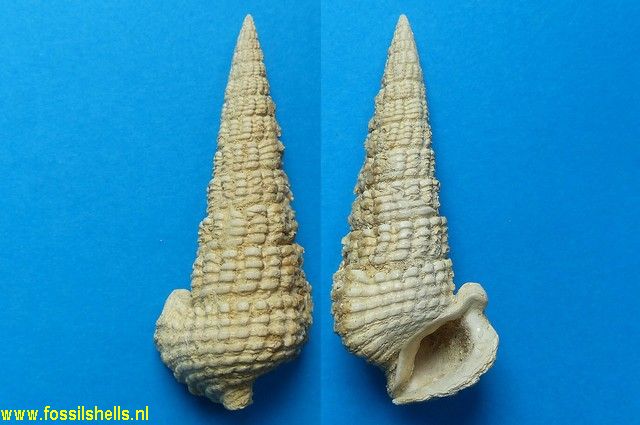Terebralia subcorrugata