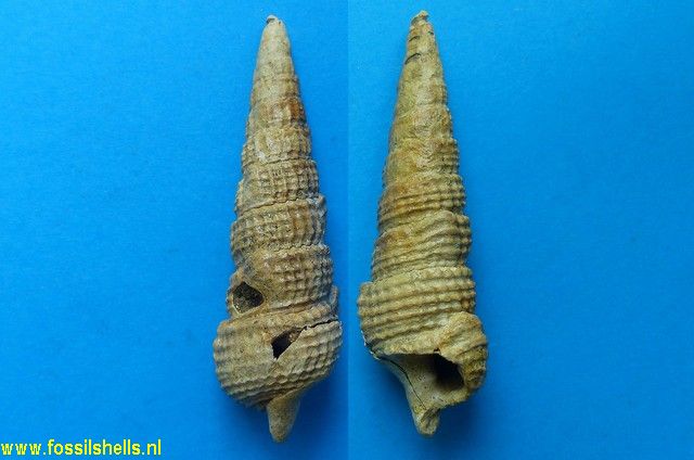 Terebralia lignitarum