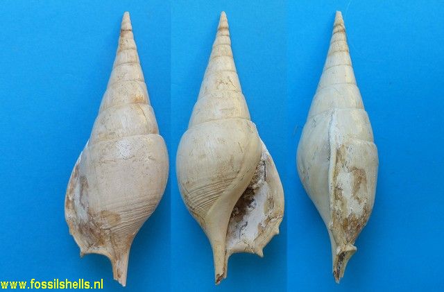 Tibia dentata