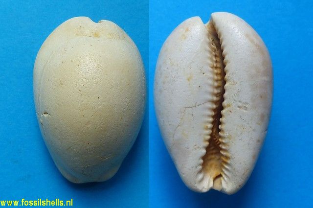 Cypraea sublynchoides grateloupi