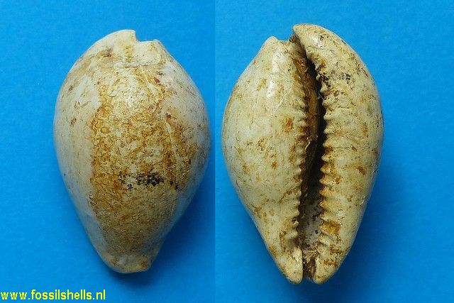 Cypraea subamygdalum