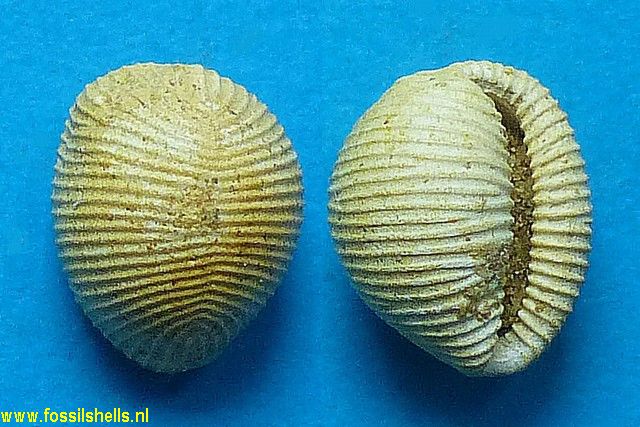 Trivia arctica burdigalensis