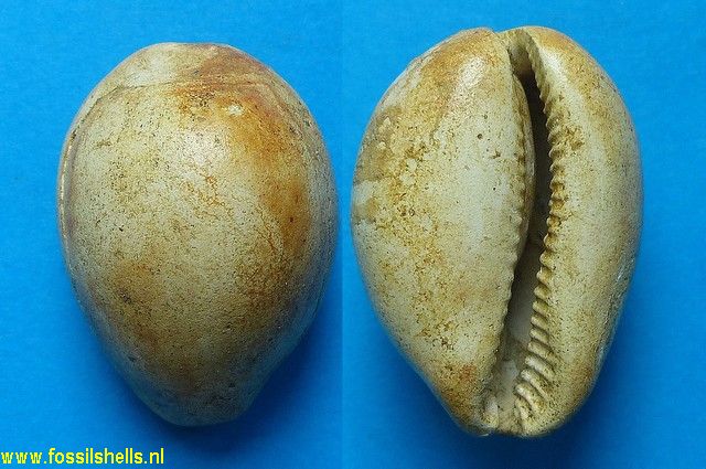 Cypraea neuvillei