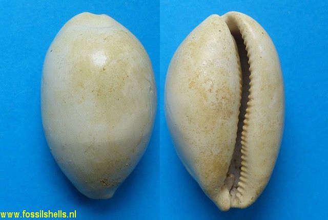 Cypraea sublynchoides