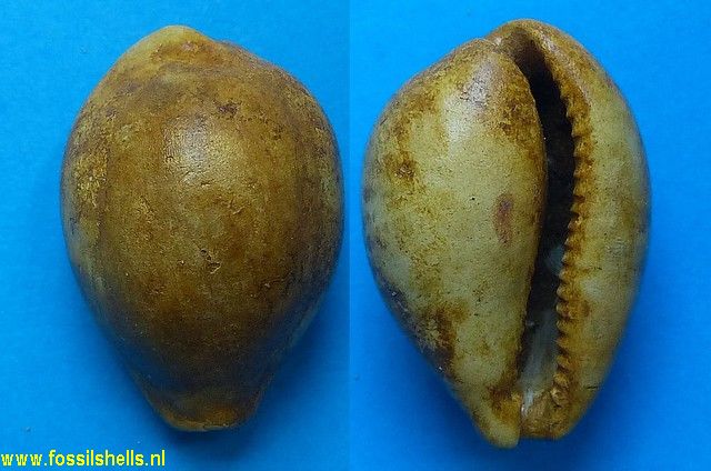 Cypraea brocchii annularia