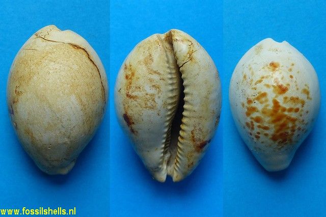 Cypraea brocchii annularia