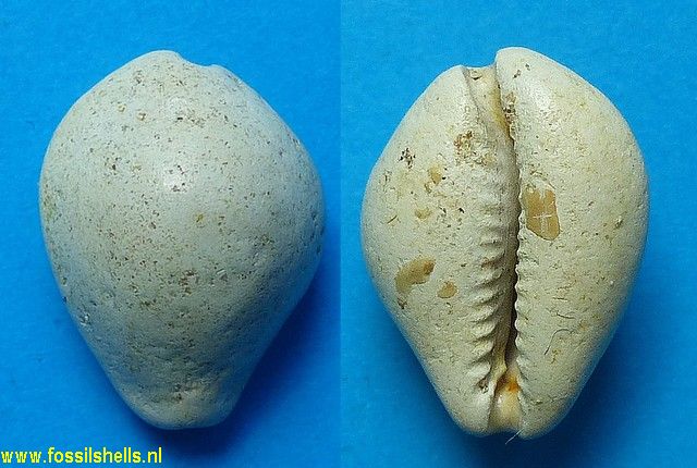 Cypraea pinguis