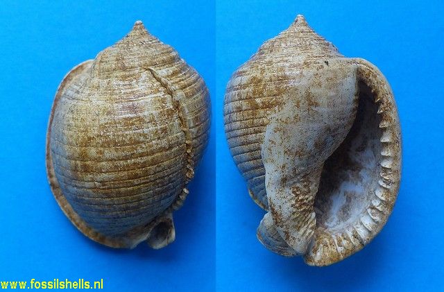 Semicassis grateloupi