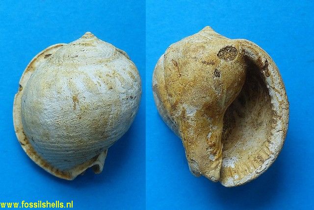 Semicassis grateloupi diadema