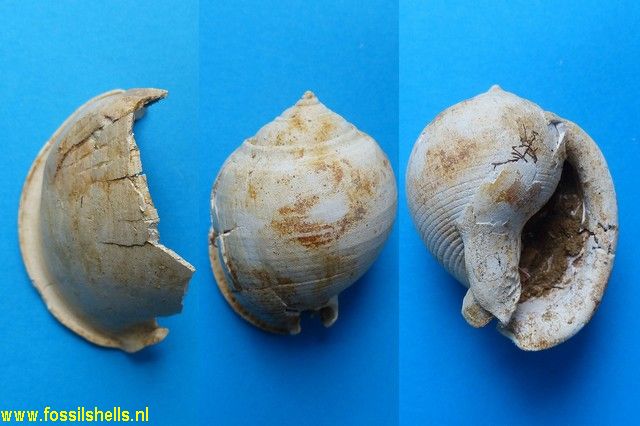 Semicassis miolaevigata