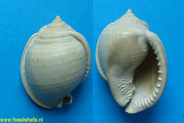 Semicassis  grateloupi