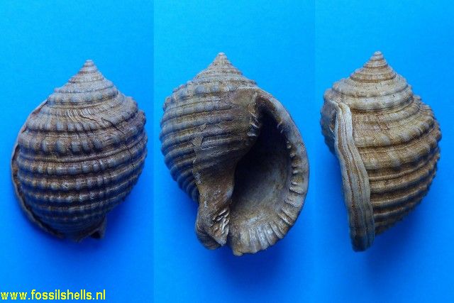 Semicassis rondeleti