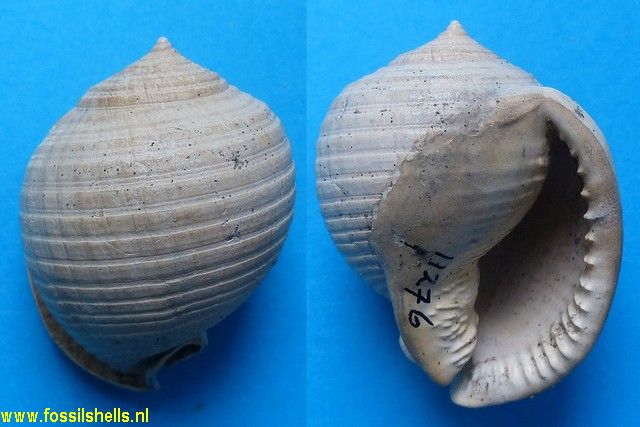 Semicassis grateloupi