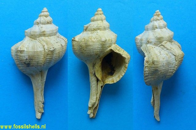 Haustellum haudmuticus