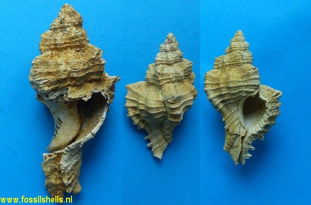 Chicoreus dujardini exaquitanicus