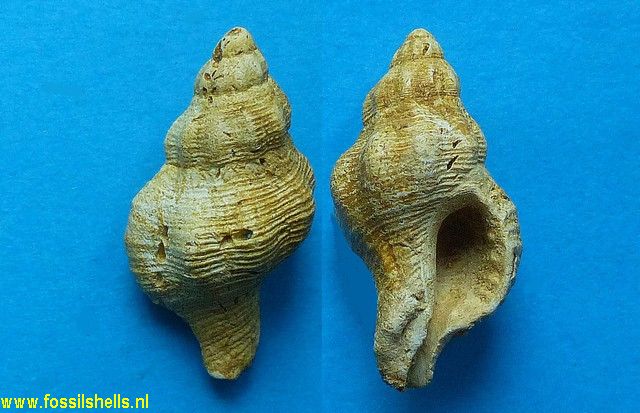 Ocenebrina excoelata