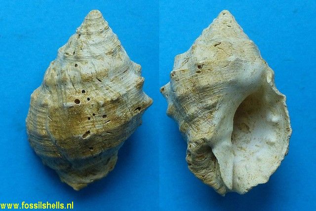 Cymia calcarata