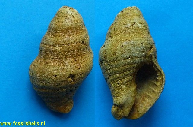 Taurasia pleurotoma