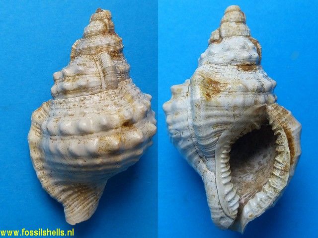 Charonia ventricosum