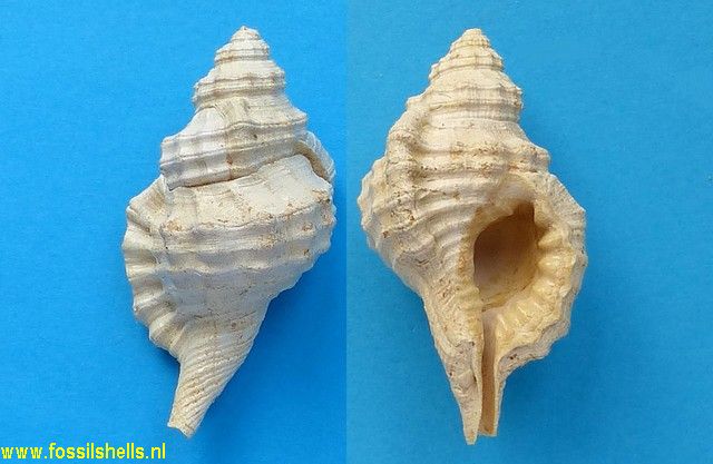 Charonia aquitanicum