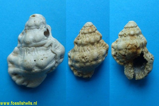 Gyrineum pelouatensis