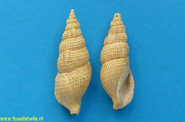 Colubraria miocaenica