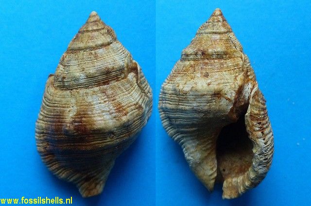 Gyrineum subgranulatus