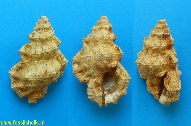 Gyrineum inaequicrenatus