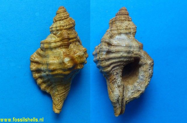 Charonia aquitanicum